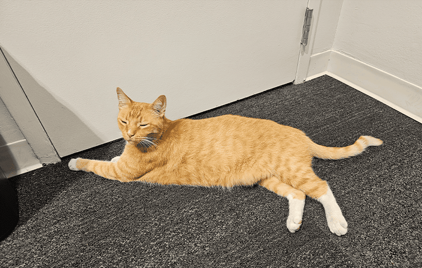Orange tabby cat stretched out on the carpet of the Nexus Circular office